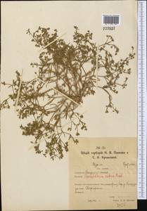 Торичник красный (L.) J.Presl & C.Presl, Средняя Азия и Казахстан, Северный и Центральный Казахстан (M10) (Казахстан)