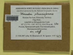 Calohypnum plumiforme (Wilson) Jan Kučera & Ignatov, Гербарий мохообразных, Мхи - Дальний Восток (без Чукотки и Камчатки) (B20) (Россия)