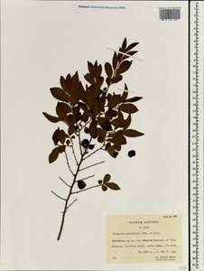 Diospyros dumetorum W.W.Sm., Зарубежная Азия (ASIA) (КНР)