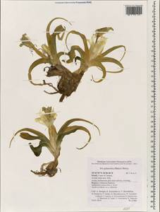 Iris palaestina (Baker) Boiss., Зарубежная Азия (ASIA) (Израиль)