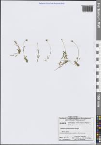 Звездчатка цветоножковая, Звездчатка стебельчатая Bunge, Сибирь, Центральная Сибирь (S3) (Россия)