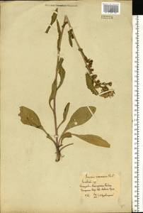 Jacobaea racemosa subsp. racemosa, Восточная Европа, Ростовская область (E12a) (Россия)
