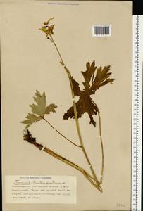 Aconitum lycoctonum subsp. lasiostomum (Rchb.) Warncke, Восточная Европа (без точных пунктов) (E0) (Неизвестно)