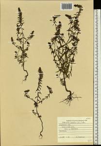 Зубчатка обыкновенная Moench, Восточная Европа, Западно-Украинский район (E13) (Украина)