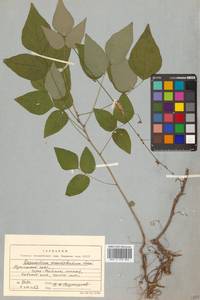 Hylodesmum podocarpum subsp. fallax (Schindl.) H.Ohashi & R.R.Mill, Сибирь, Дальний Восток (S6) (Россия)