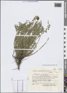 Астрагал Лаксмана, Сибирь, Якутия (S5) (Россия)