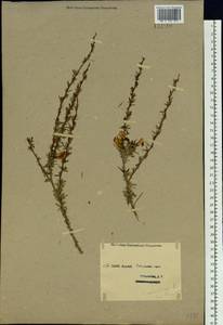 Карагана карликовая (L.) DC., Сибирь, Западный (Казахстанский) Алтай (S2a) (Казахстан)