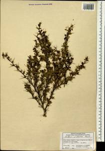 Berberis wilsoniae Hemsl., Зарубежная Азия (ASIA) (КНР)