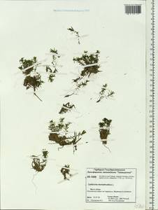 Callitriche hermaphroditica subsp. hermaphroditica, Сибирь, Центральная Сибирь (S3) (Россия)