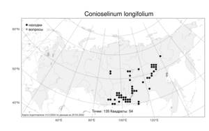 Conioselinum longifolium, Гирчовник длиннолистный Turcz., Атлас флоры России (FLORUS) (Россия)