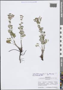 Лапчатка серебристая L., Восточная Европа, Средневолжский район (E8) (Россия)