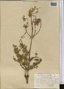 Шренкия влагалищная (Ledeb.) Fisch. & C.A.Mey., Средняя Азия и Казахстан, Северный и Центральный Тянь-Шань (M4) (Казахстан)