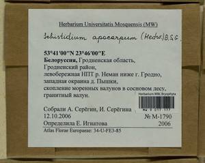 Schistidium apocarpum (Hedw.) Bruch & Schimp., Гербарий мохообразных, Мхи - Белоруссия (B2) (Белоруссия)