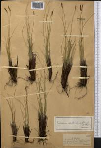 Carex capillifolia (Decne.) S.R.Zhang, Средняя Азия и Казахстан, Джунгарский Алатау и Тарбагатай (M5) (Казахстан)