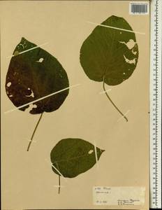 Фикус, Африка (AFR) (Эфиопия)