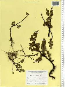 Березка карликовая L., Восточная Европа, Северный район (E1) (Россия)