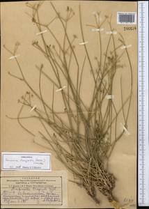 Semenovia tragioides (Boiss.) Manden., Средняя Азия и Казахстан, Копетдаг, Бадхыз, Малый и Большой Балхан (M1) (Туркмения)