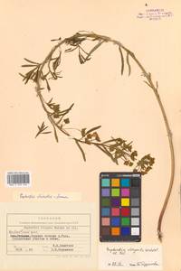 Молочай острый L., Сибирь, Дальний Восток (S6) (Россия)