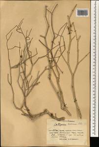 Джузгун Роборовского Losinsk., Зарубежная Азия (ASIA) (КНР)