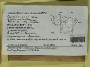 Barbula unguiculata Hedw., Гербарий мохообразных, Мхи - Центральное Нечерноземье (B6) (Россия)