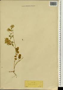 Trigonella balansae Boiss. & Reut., Зарубежная Азия (ASIA) (Турция)