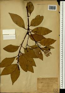 Cinnamomum loureiroi Nees, Зарубежная Азия (ASIA) (Япония)
