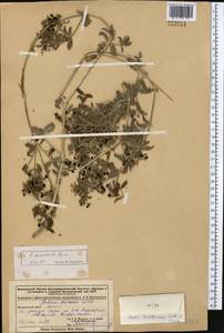 Rubia deserticola Pojark., Средняя Азия и Казахстан, Джунгарский Алатау и Тарбагатай (M5) (Казахстан)