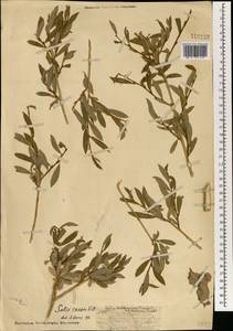 Ива сизая Vill., Монголия (MONG) (Монголия)