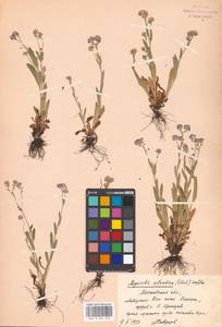 Незабудка лесная Ehrh. ex Hoffm., Восточная Европа, Московская область и Москва (E4a) (Россия)