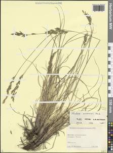 Овсяница разноцветная Haenke, Кавказ, Дагестан (K2) (Россия)
