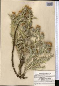 Cousinia auriculata Boiss., Средняя Азия и Казахстан, Памир и Памиро-Алай (M2) (Таджикистан)