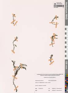 Болотник обоеполый L., Сибирь, Чукотка и Камчатка (S7) (Россия)