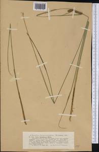 Carex lasiocarpa var. americana Fernald, Америка (AMER) (США)