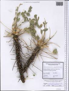 Astragalus cephalotes Banks & Solander, Зарубежная Азия (ASIA) (Иран)
