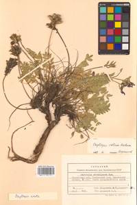 Oxytropis adamsiana subsp. erecta (Kom.) Kuvaev, Сибирь, Чукотка и Камчатка (S7) (Россия)