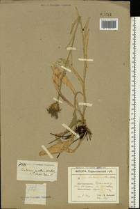 Centaurea triumfettii subsp. axillaris (Willd. ex Celak.) Stef. & T. Georgiev, Восточная Европа, Северо-Украинский район (E11) (Украина)