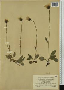 Hieracium pallescens subsp. murrianum (Murr) Gottschl., Западная Европа (EUR) (Австрия)