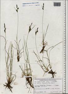 Осока черная (L.) Reichard, Восточная Европа, Белоруссия (E3a) (Белоруссия)