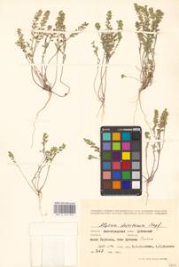 Бурачок туркестанский Regel & Schmalh. ex Regel, Восточная Европа, Нижневолжский район (E9) (Россия)
