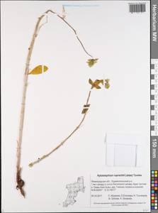 Hylotelephium maximum subsp. ruprechtii (Jalas) Dostál, Восточная Европа, Северо-Западный район (E2) (Россия)