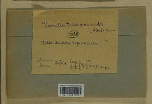 Homalia trichomanoides (Hedw.) Brid., Гербарий мохообразных, Мхи - Центральное Нечерноземье (B6) (Россия)