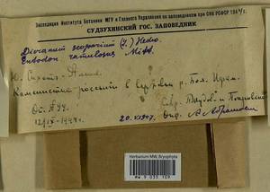 Dicranum scoparium Hedw., Гербарий мохообразных, Мхи - Дальний Восток (без Чукотки и Камчатки) (B20) (Россия)