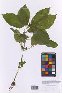 Недотрога мелкоцветковая DC., Восточная Европа, Московская область и Москва (E4a) (Россия)