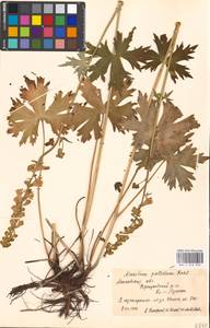 Aconitum lycoctonum subsp. lasiostomum (Rchb.) Warncke, Восточная Европа, Московская область и Москва (E4a) (Россия)