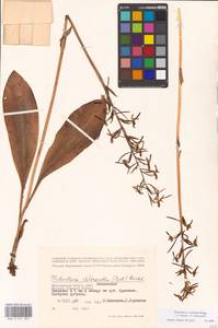 Platanthera hybrida Brügger, Восточная Европа, Нижневолжский район (E9) (Россия)