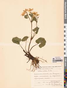 Калужница укореняющаяся (T.F.Forst.) Beck, Сибирь, Чукотка и Камчатка (S7) (Россия)