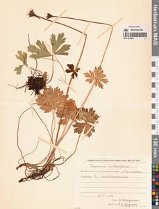 Купальница бумажночашелистиковая Schipcz., Сибирь, Чукотка и Камчатка (S7) (Россия)