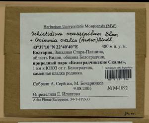 Grimmia ovalis (Hedw.) Lindb., Гербарий мохообразных, Мхи - Западная Европа (BEu) (Болгария)
