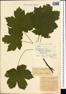 Acer heldreichii subsp. trautvetteri (Medvedev) A. E. Murray, Кавказ, Ставропольский край, Карачаево-Черкесия, Кабардино-Балкария (K1b) (Россия)