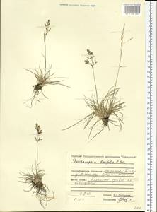 Deschampsia cespitosa subsp. septentrionalis Chiapella, Сибирь, Центральная Сибирь (S3) (Россия)